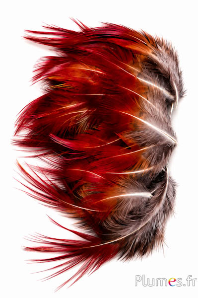 Fagiano dorato - 4-8 cm - rosso naturale